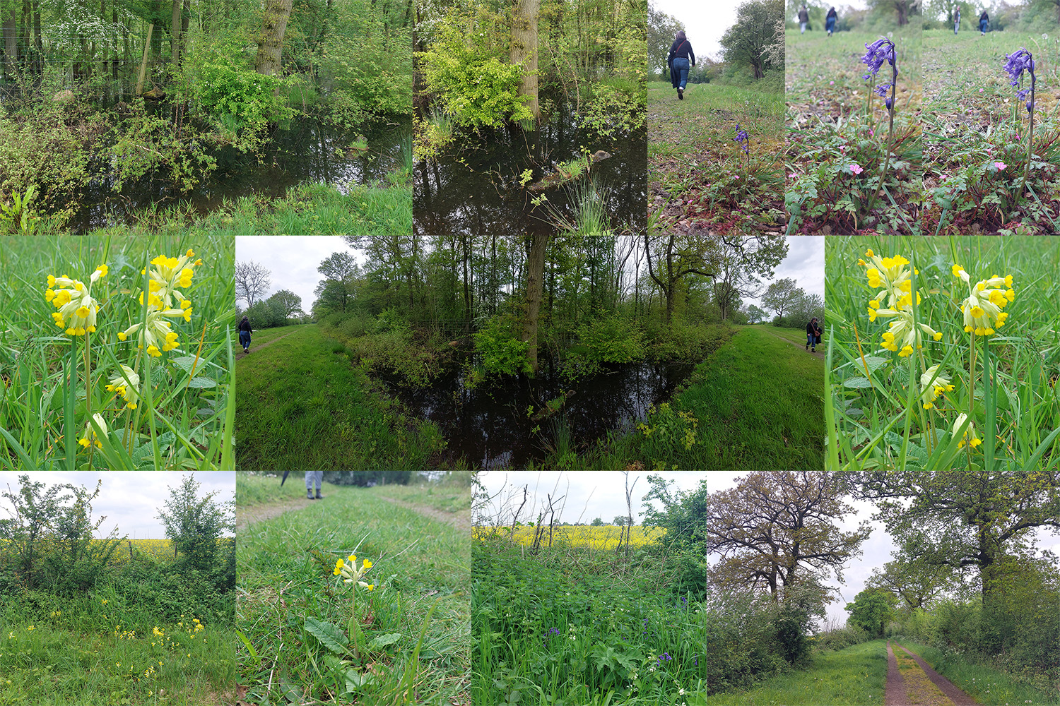 Image: A photo collage of woodland scenes in spring, tracks, oxlips, bluebells and flooded areas.