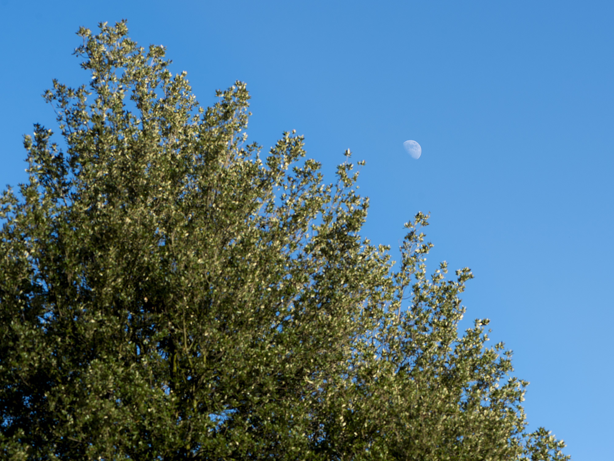 Image: The daylight Moon.