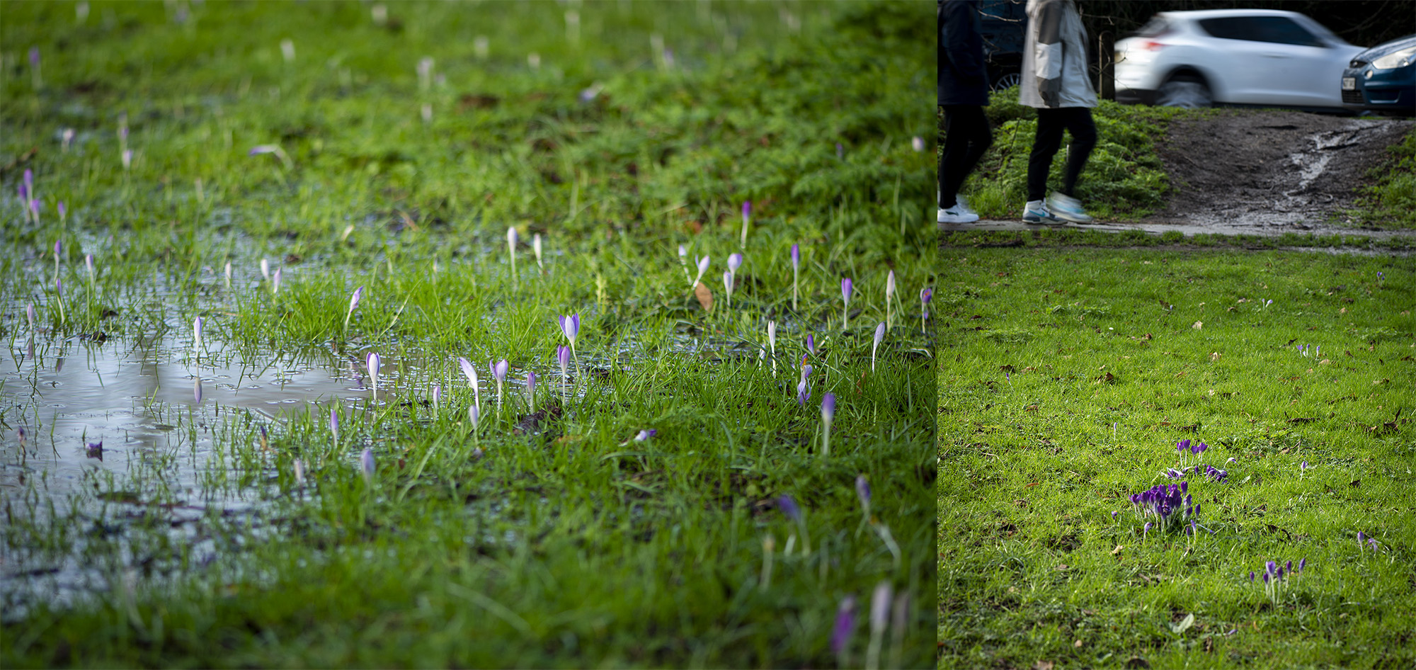 Image: The flooded crocus field next to the tranquil road.