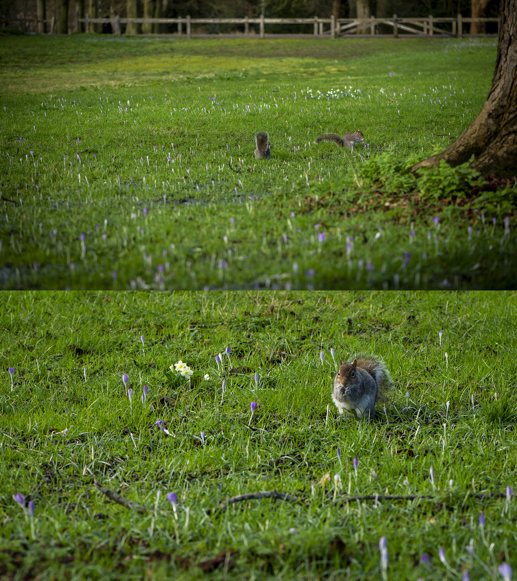 Image: The squirrels eating the sweet flowers, leaving headless stems.