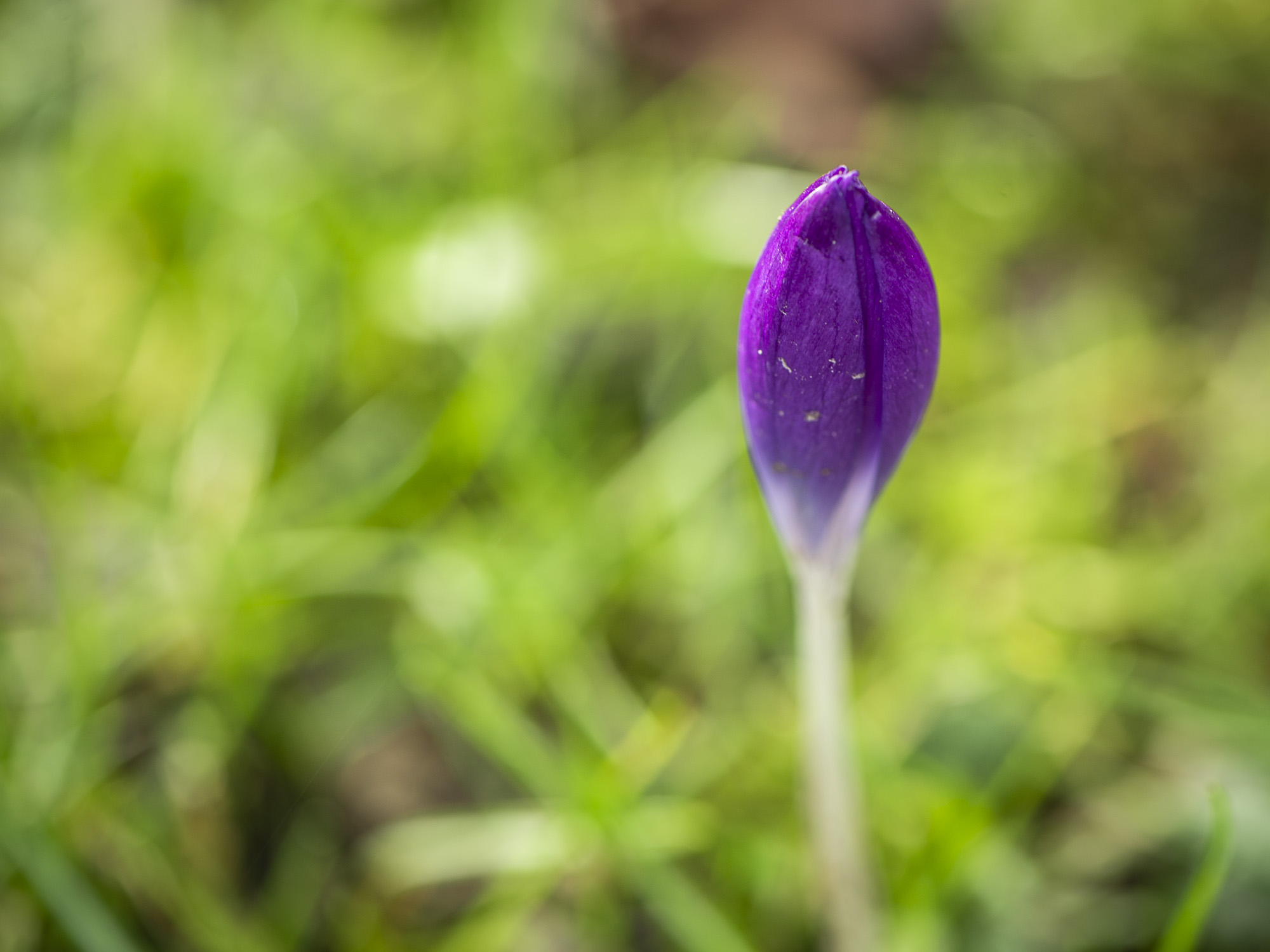 Image: Coiled petals, ready to burst.