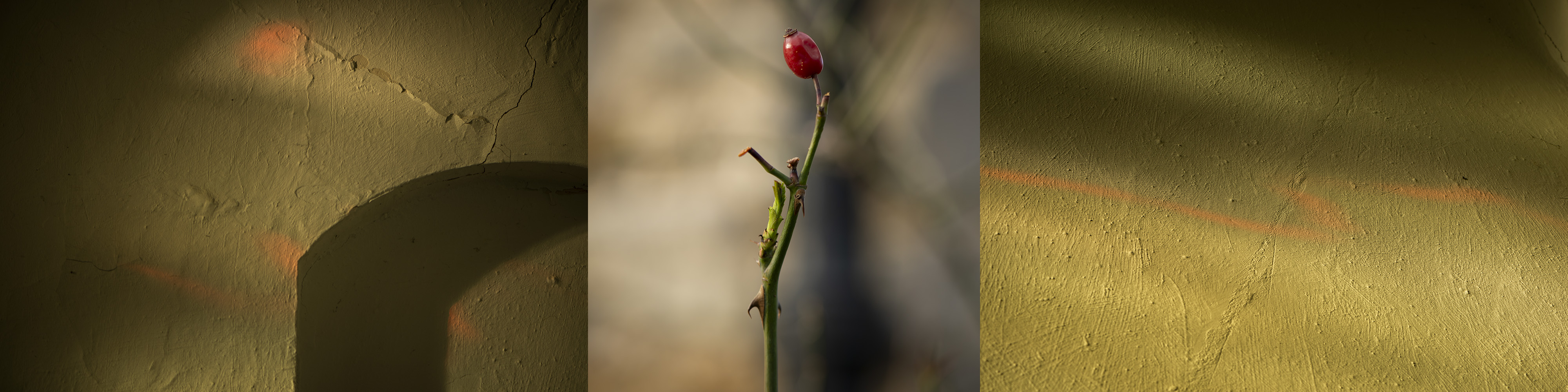 Image: Casting the red rose.