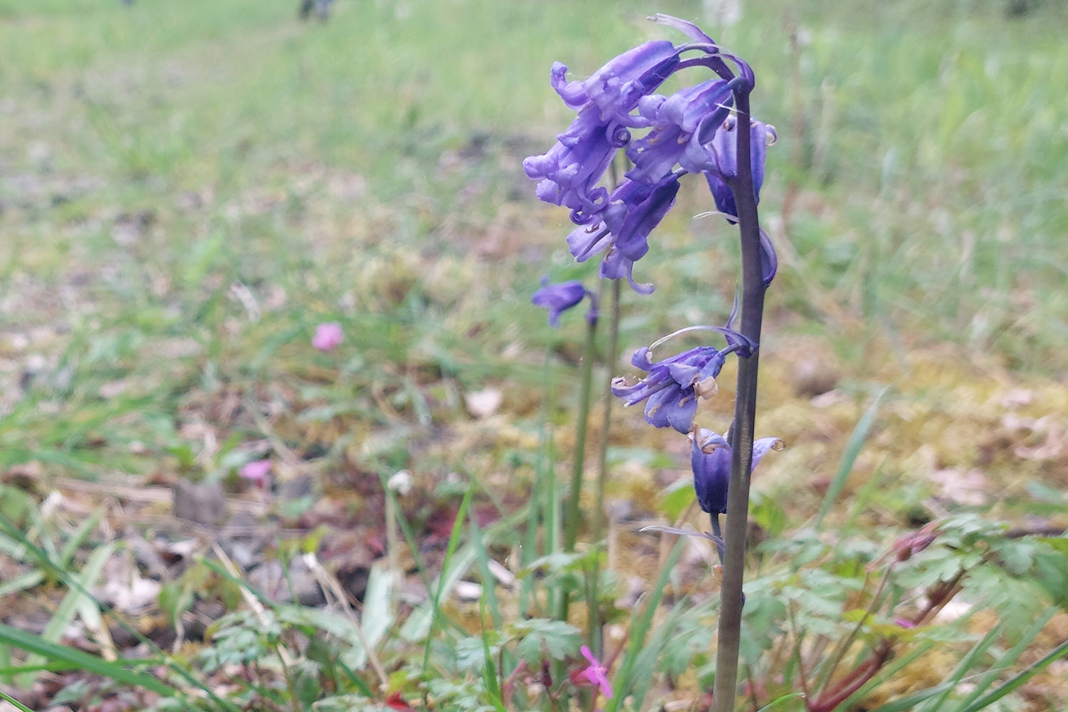 A collage of photographs of woodland scenes in spring, tracks, oxlips, bluebells and flooded areas.