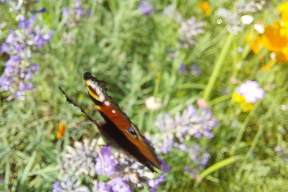 A peacock butterfly on some lavender in the sunshine with its wings slightly ajar 