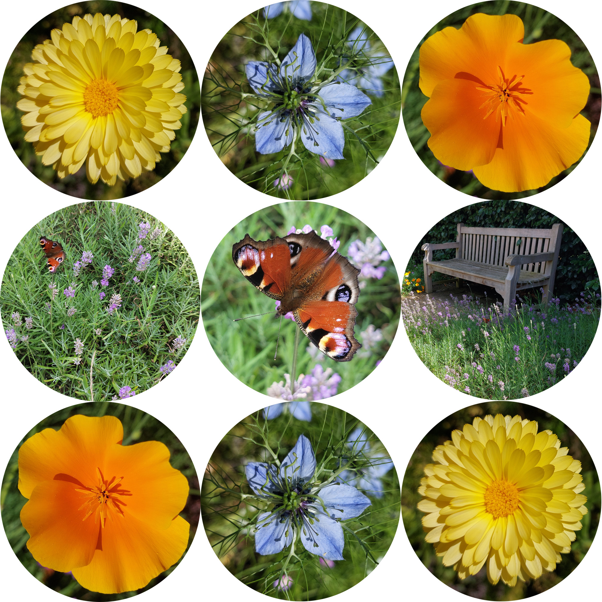 Image: A series of nine circular images arranged into three rows and three columns. Three images of individual flowers are repeated in the top and bottom rows, and the middle row images get progressively closer to a butterfly.