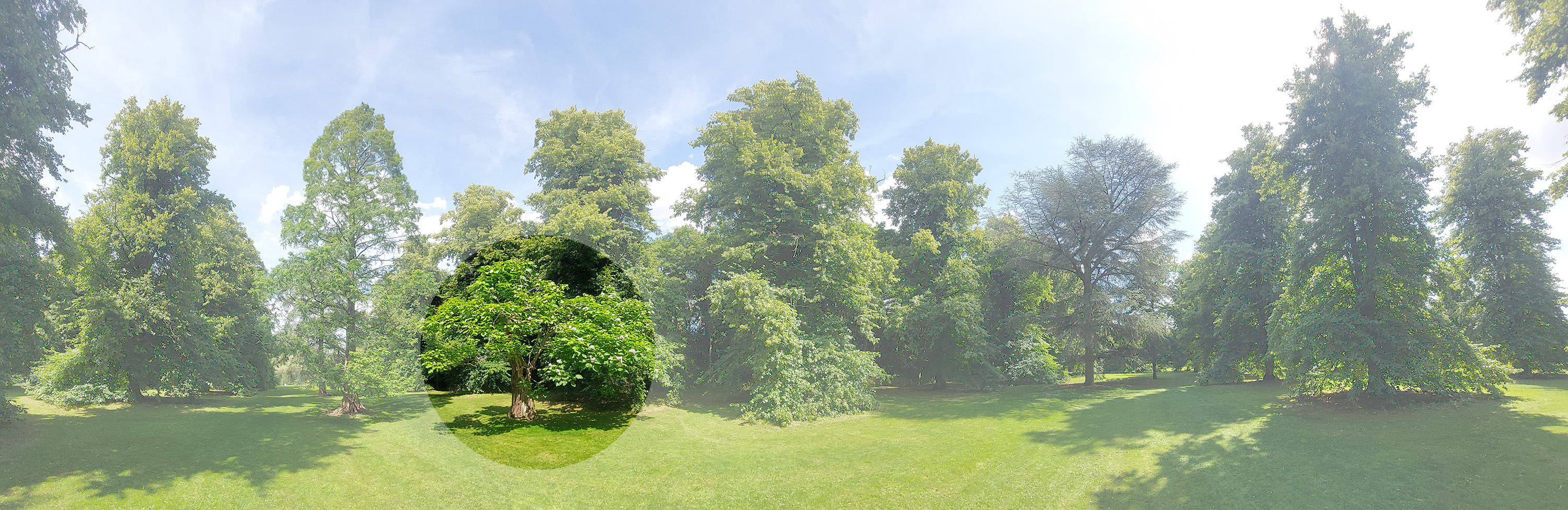 Image: A panoramic photo of an avenue of tall trees. A single small tree is indicated in a circle, the remainder of the image lightened