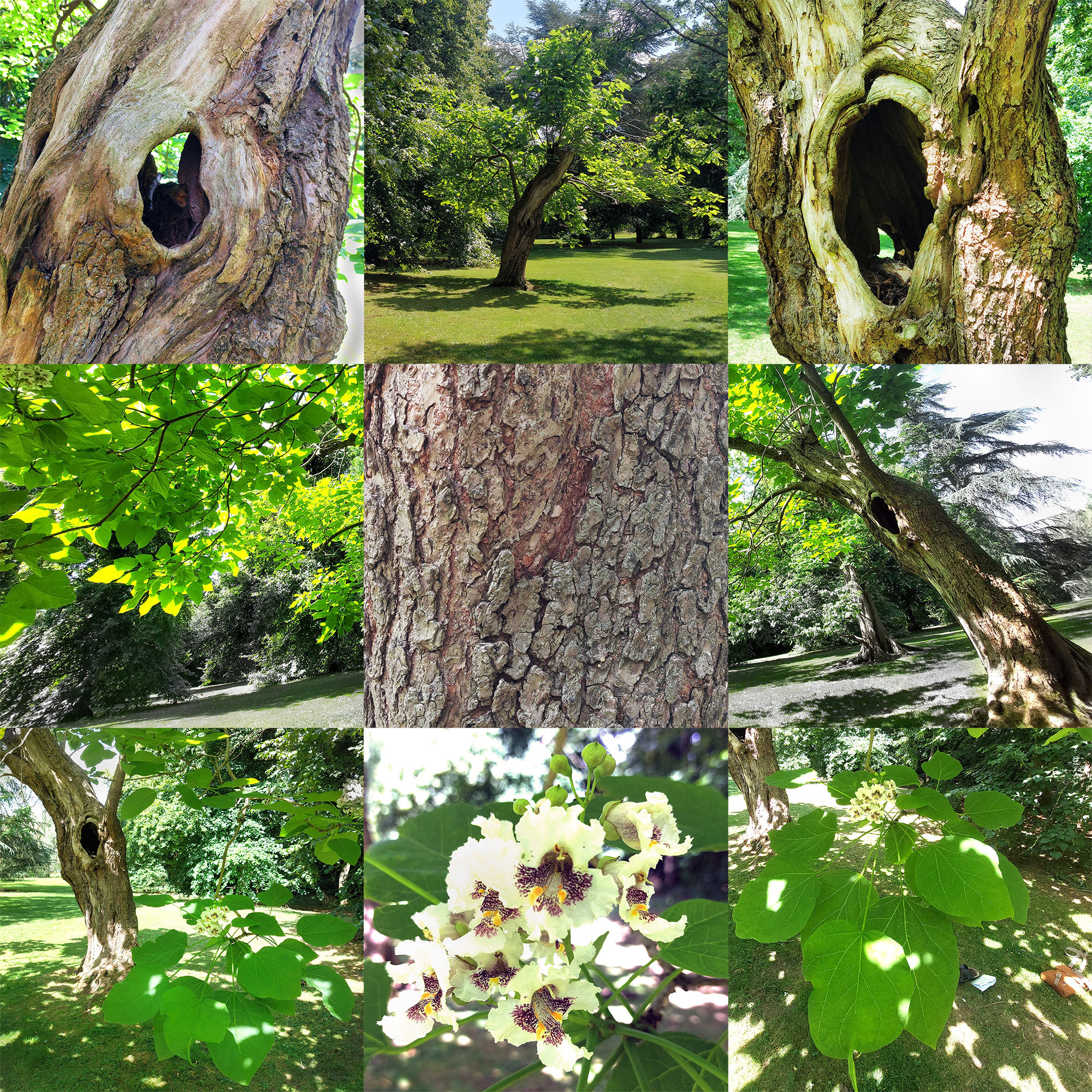 Image: Nine square images showing different perspectives and parts of the tree arranged together in a square. There are big bright green heart shaped leaves, groups of creamy white flowers with red speckles increasing towards their centres and pollen laden stamen. There is a hole all the way through the main trunk, images of it from each side, together with a close up of the bark, are loosely suggestive of a face.