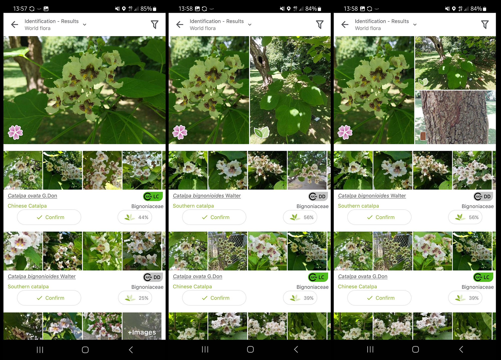 Image: A series of screenshots of a plant identification App, showing the percentage chance of a correct identification increasing.