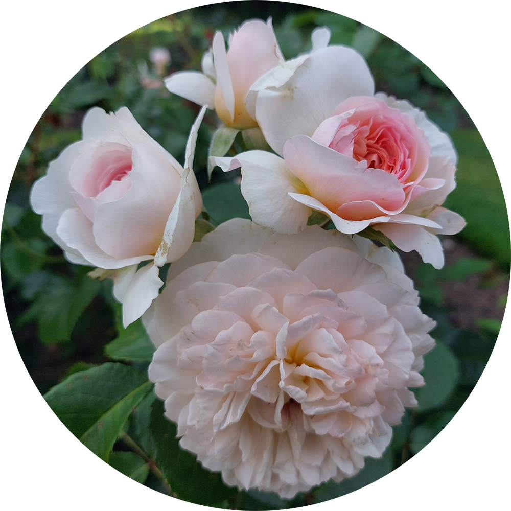 Image: One of the new varieties in the Rose Garden. Each of four flowers in the photo is at a different stage of opening. The colour of the flowers ranges from a soft dark baby pink, through a very pale pink, to a peachy yellow, and in form from a tight rose shape to a loose, many petaled ruffle.