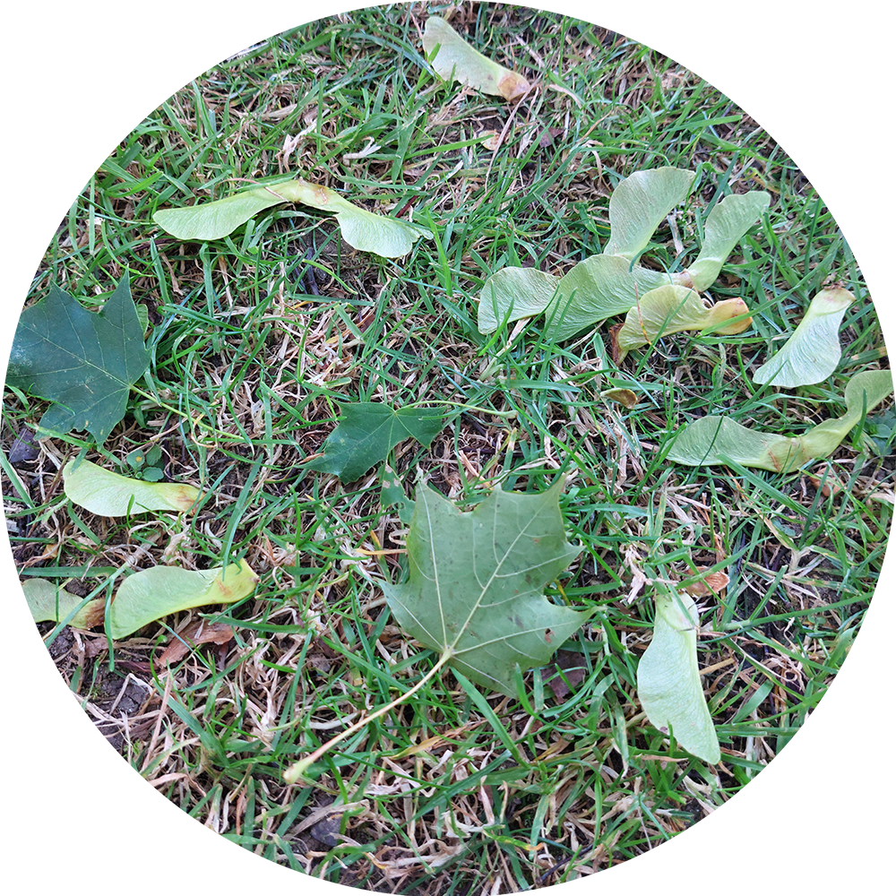 Image: Green leaves and seeds, perhaps from a Norway Maple, lie in the grass.