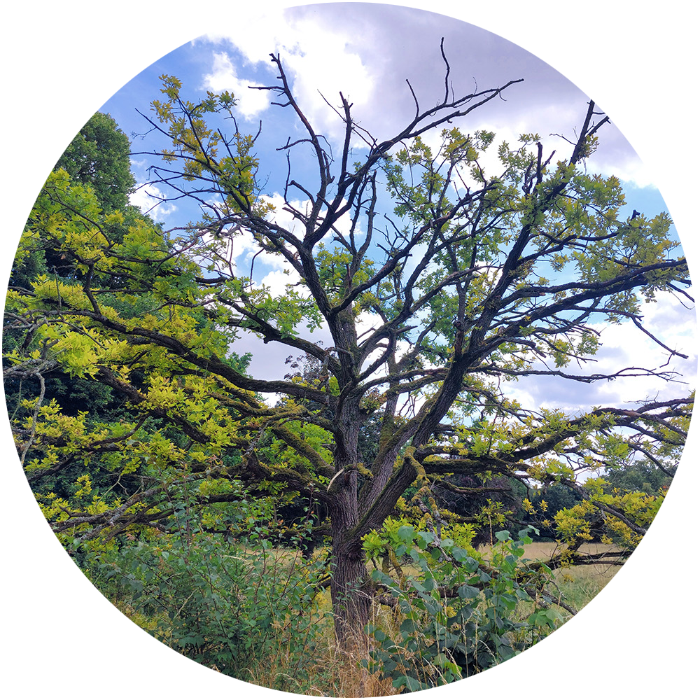 Image: A small oak tree with many bare branches. Those with leaves are a yellowish sap green.