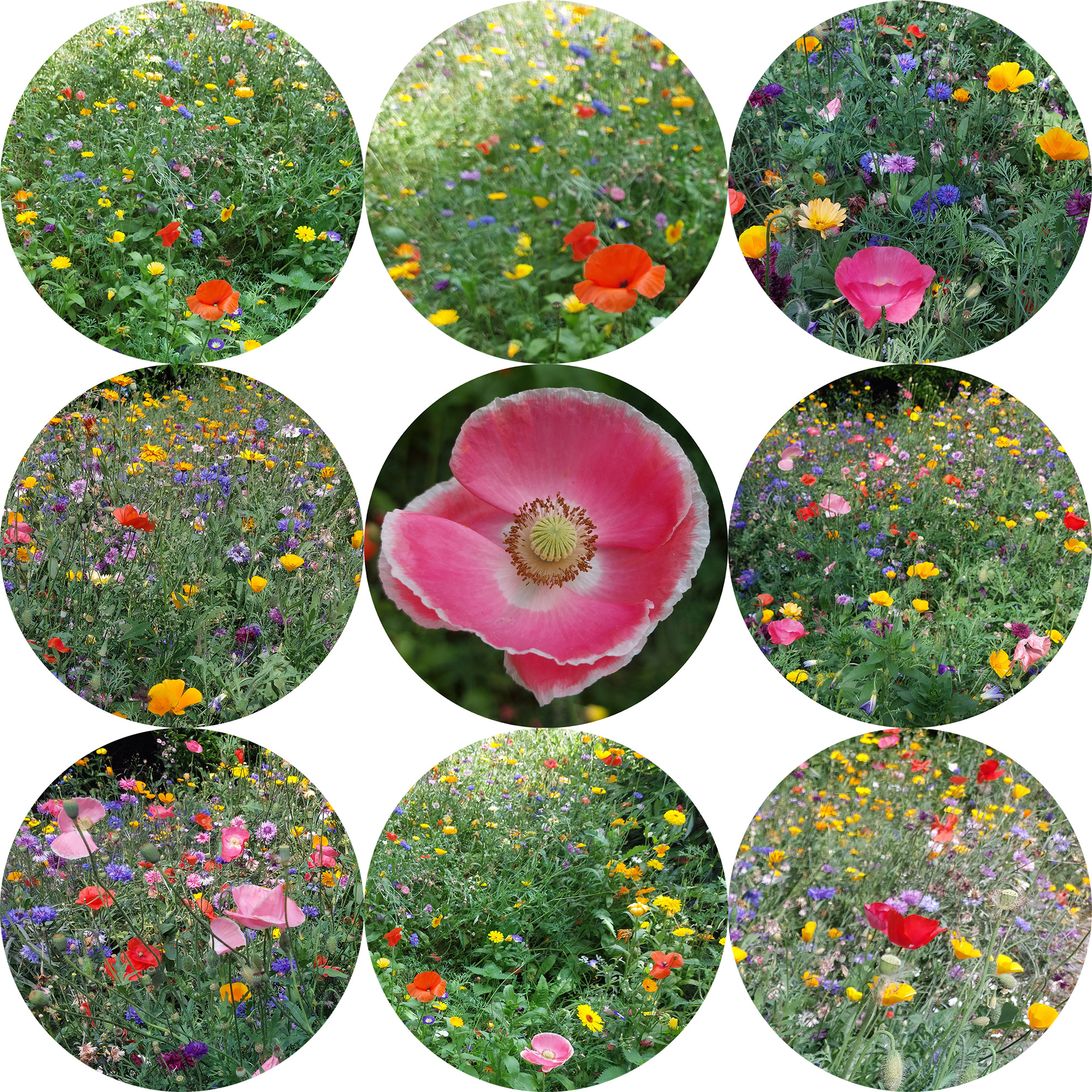 Image: A series of nine circular images arranged into three rows and three columns. The central image shows a singular vivid pink poppy flower, the petals edged with white. The eight surrounding images show a multitude of summer wildflowers in numerous colours.