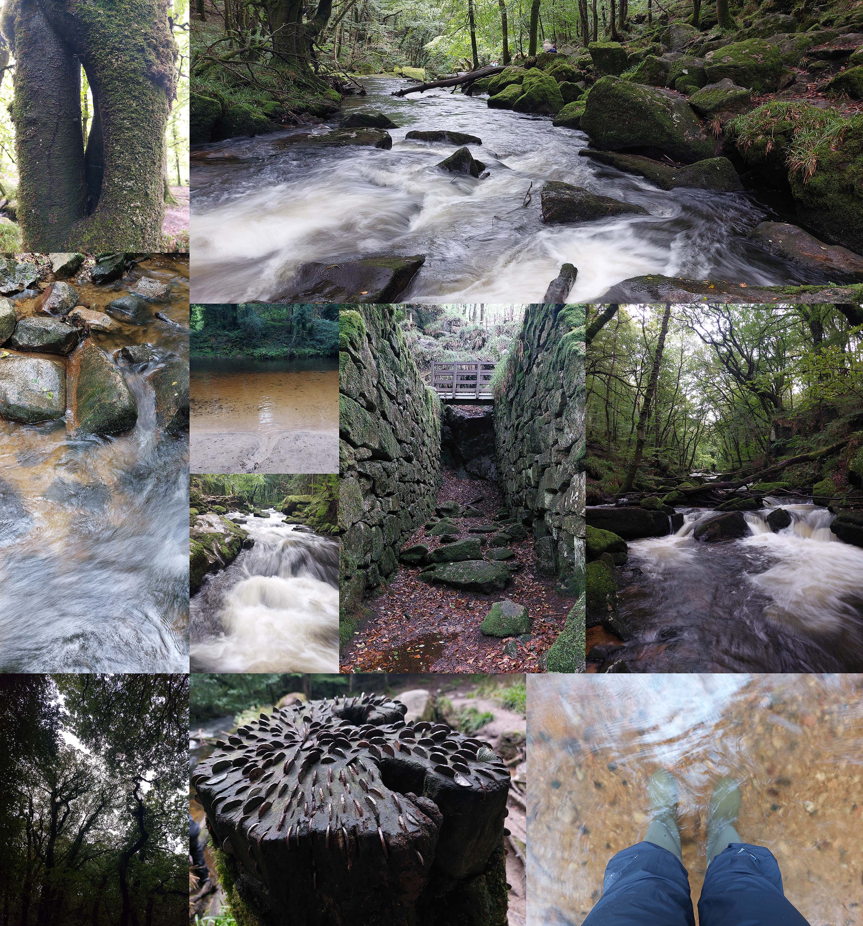 A collage of photos taken on this walk at Golitha Falls